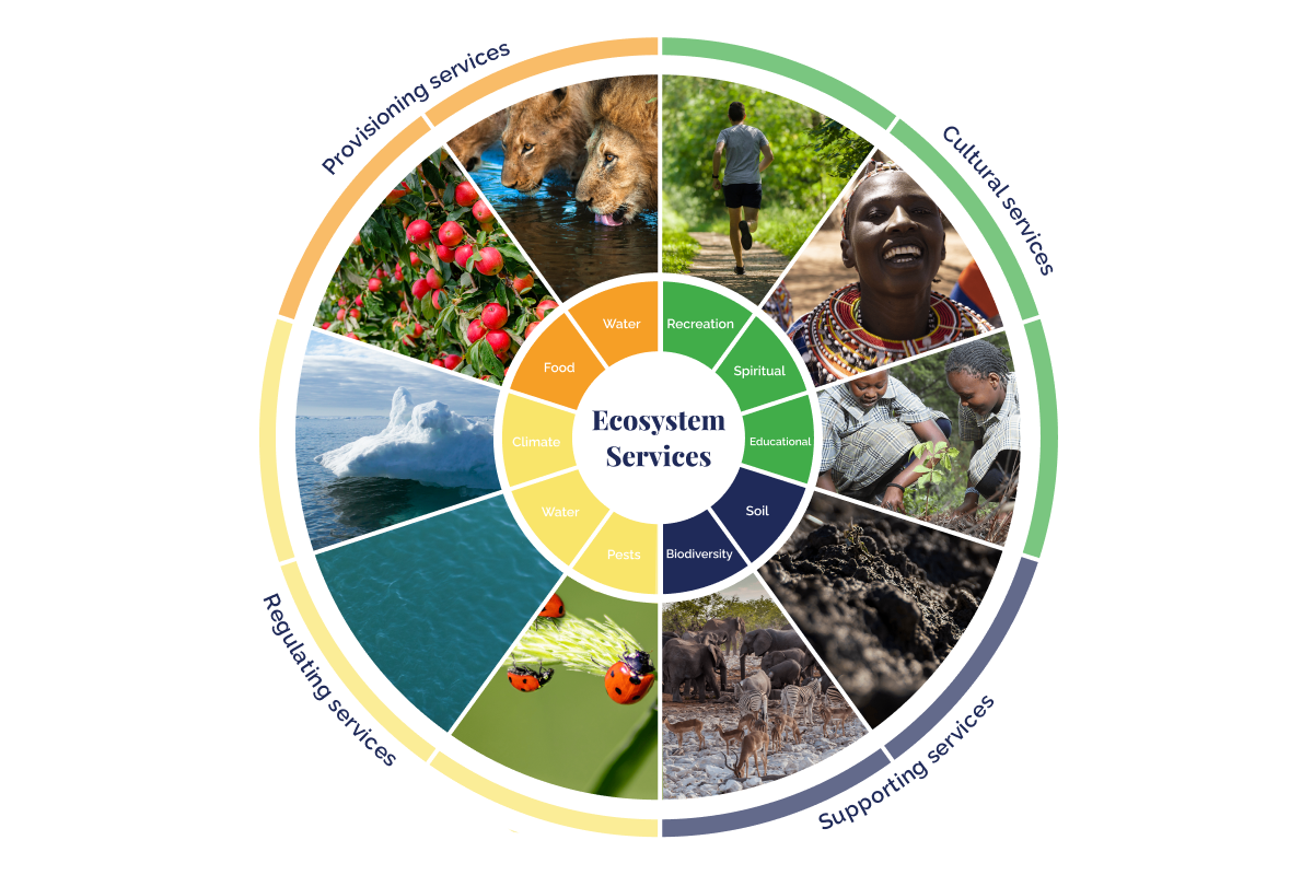 10 Vital Ecosystem Services: Sustaining Life On Earth